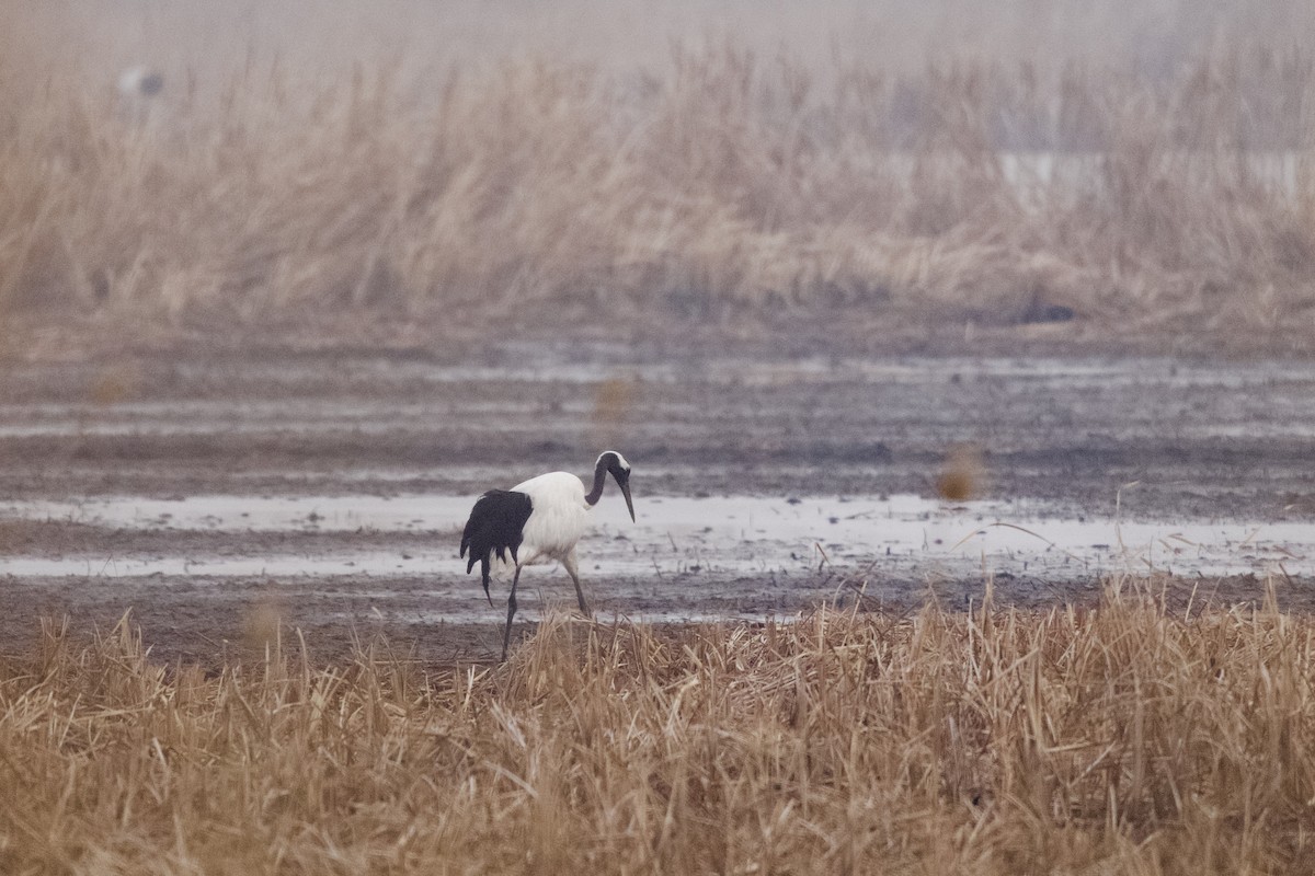 Red-crowned Crane - ML615037003