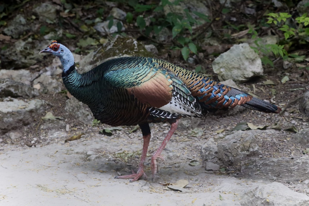 Ocellated Turkey - Anonymous