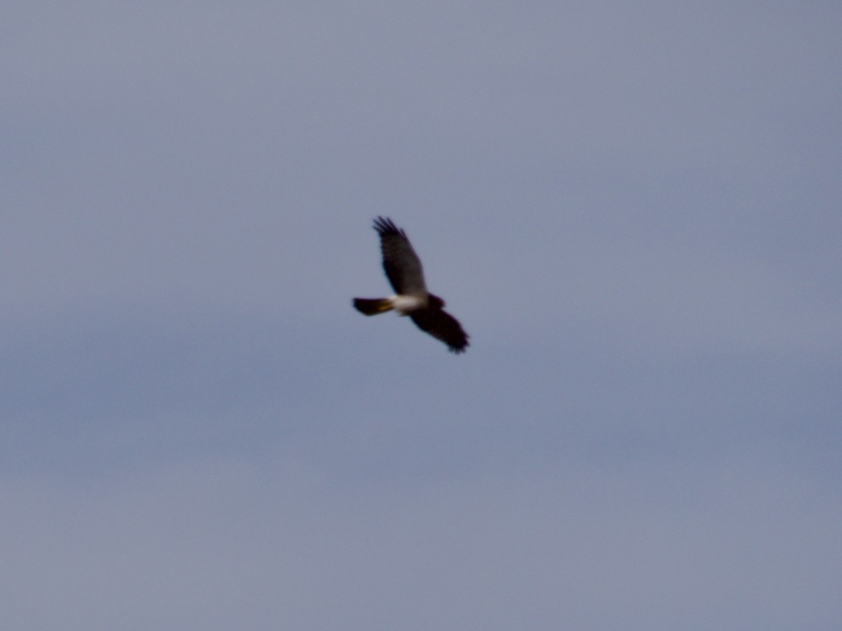 Northern Harrier - ML615037006