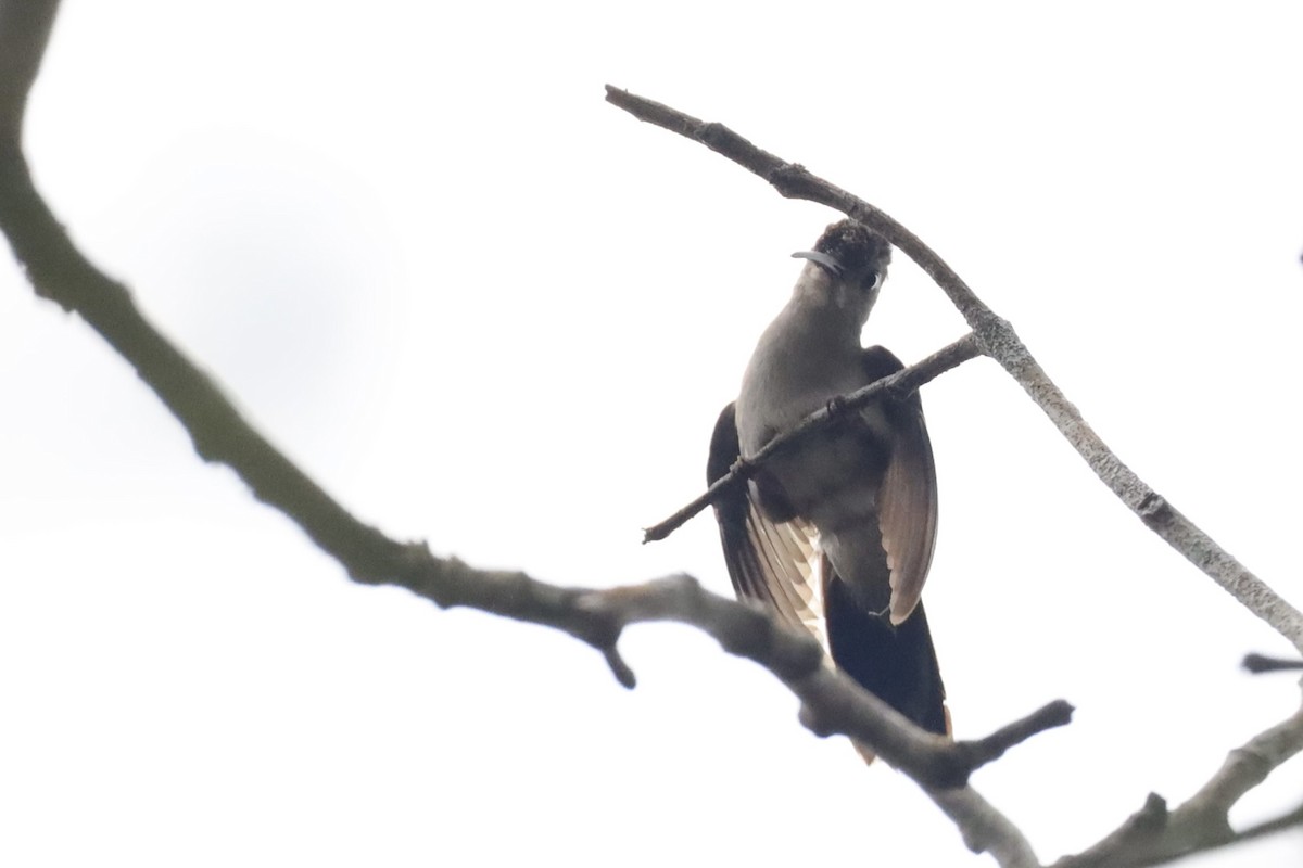 kolibřík klínoocasý - ML615037012