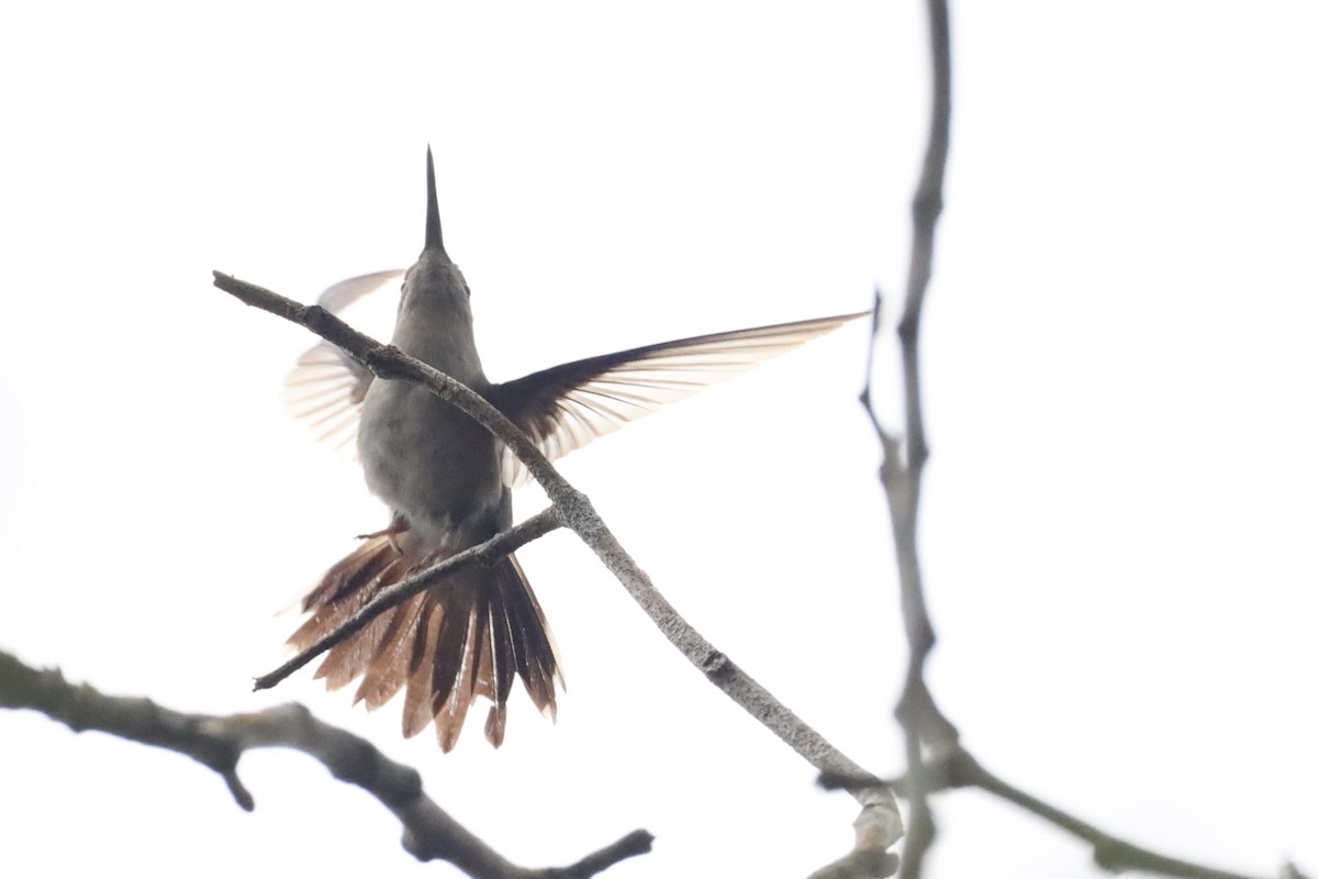 Wedge-tailed Sabrewing - Anonymous