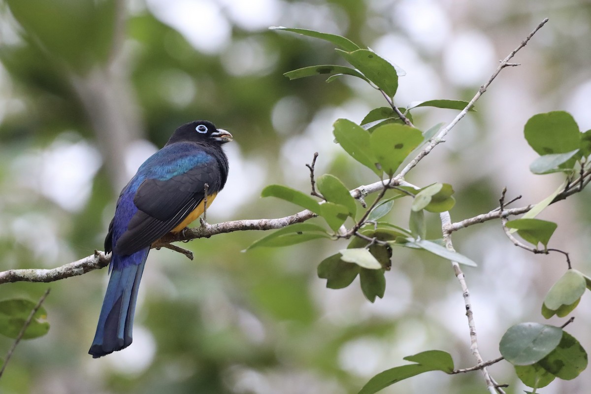 Black-headed Trogon - Anonymous