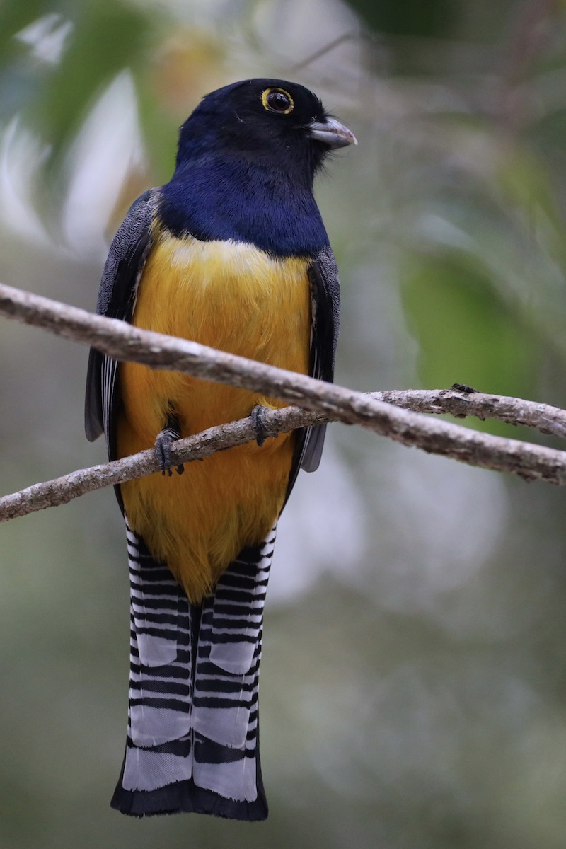 Gartered Trogon - Anonymous