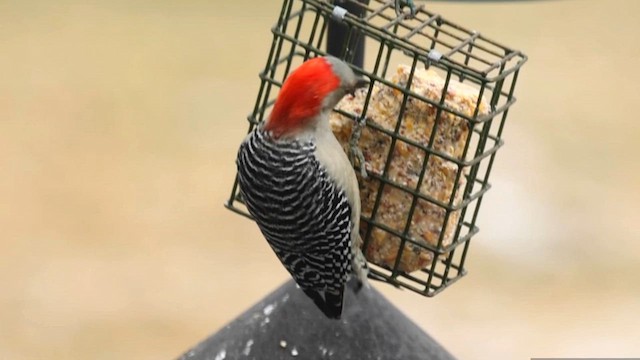 Red-bellied Woodpecker - ML615037052