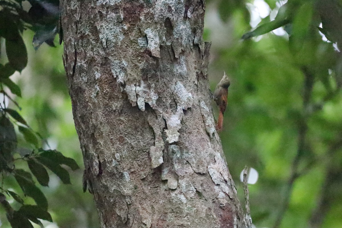 Olivaceous Woodcreeper - Anonymous