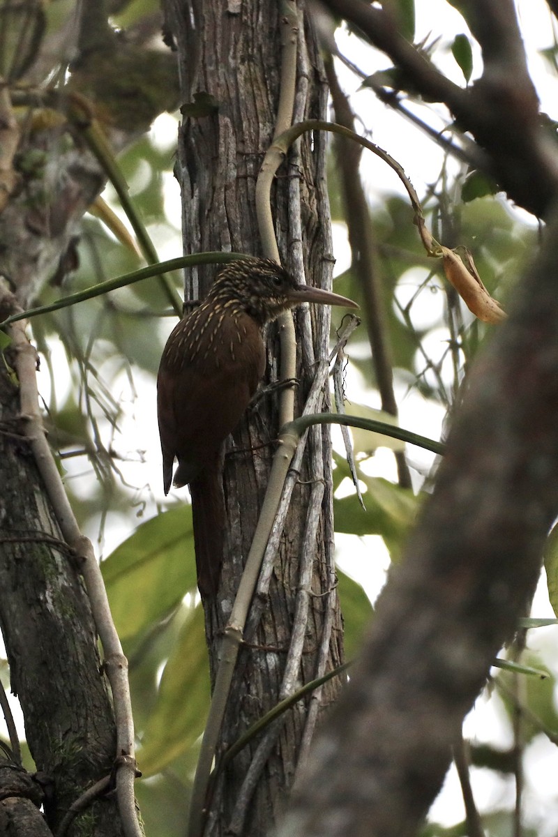 Ivory-billed Woodcreeper - ML615037067