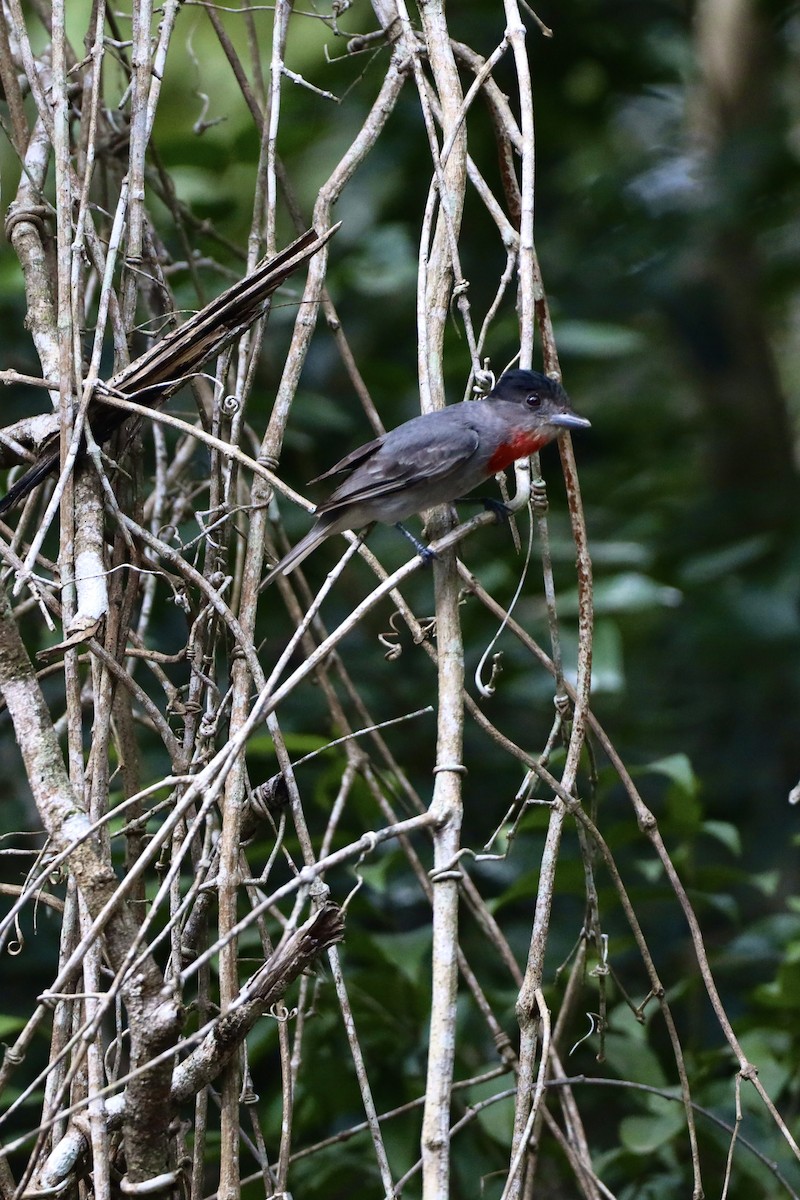 Rose-throated Becard - Anonymous