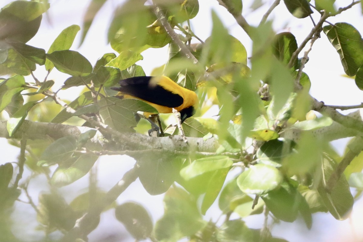 Yellow-backed Oriole - Anonymous