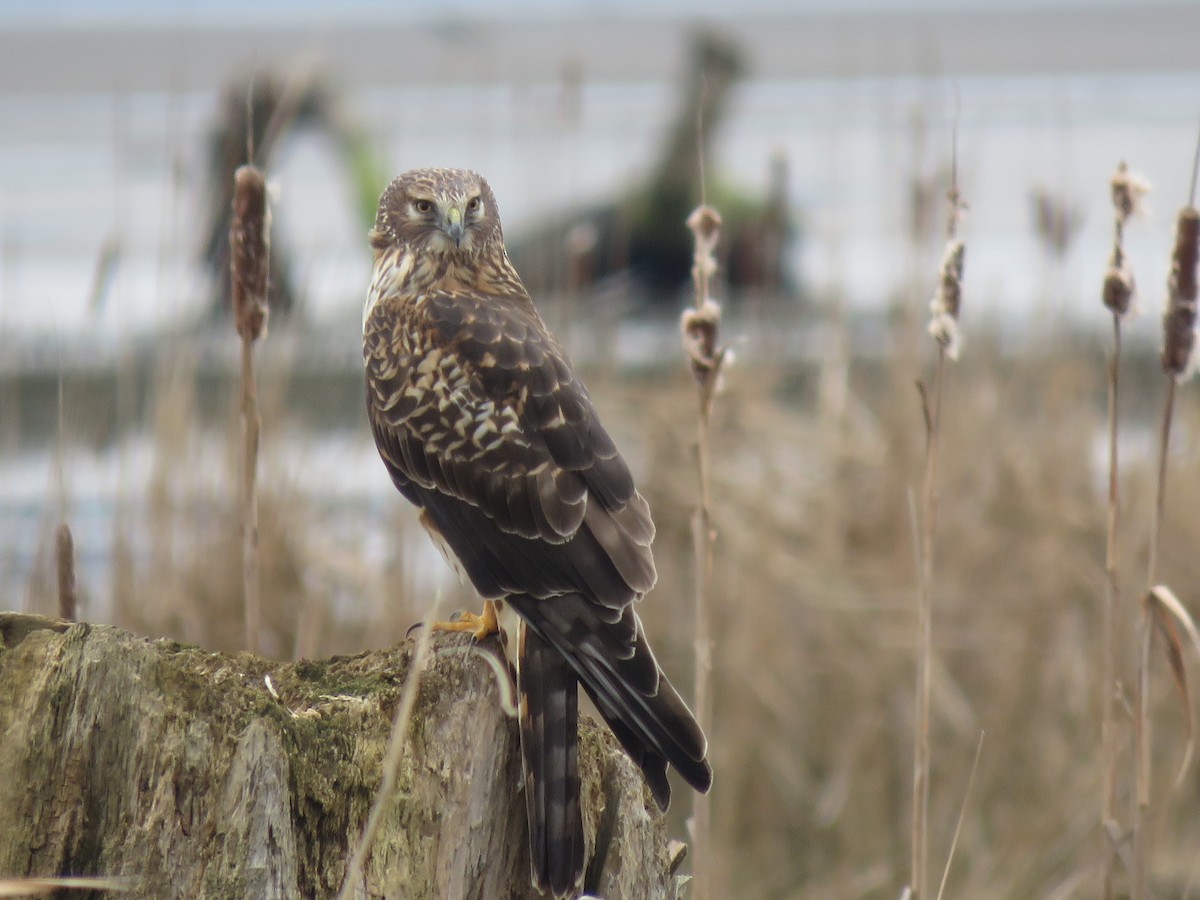 Northern Harrier - ML615037111