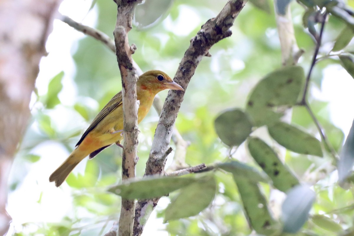 Summer Tanager - Anonymous