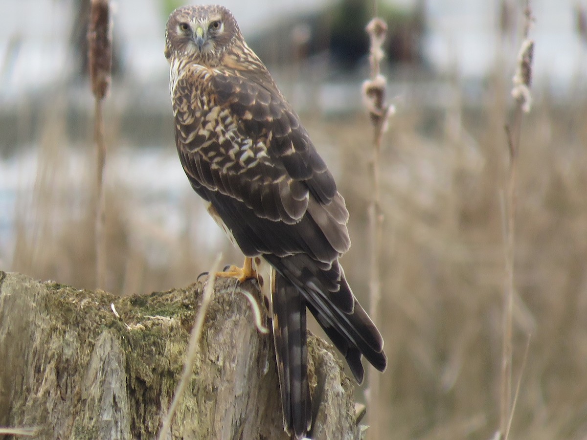 Northern Harrier - ML615037158