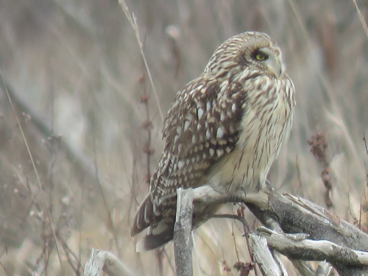 Short-eared Owl (Northern) - ML615037168