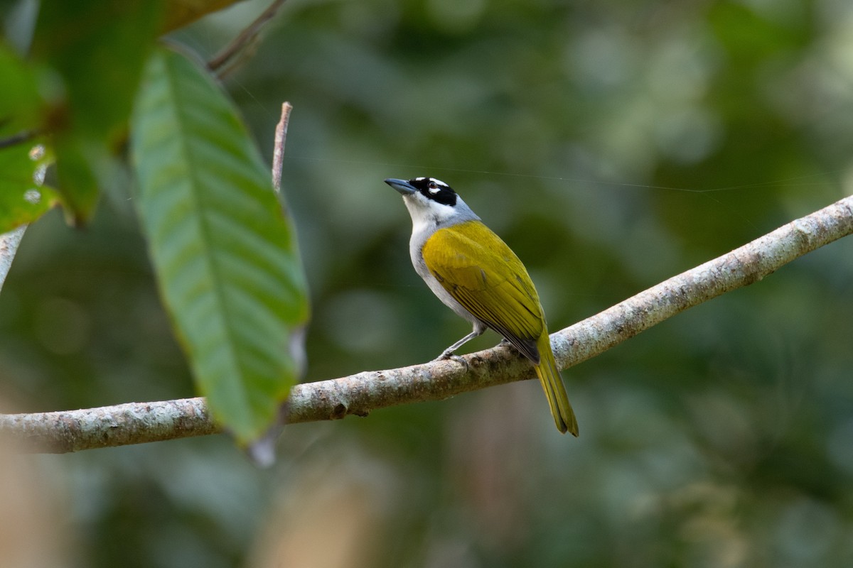 Black-crowned Palm-Tanager - ML615037175