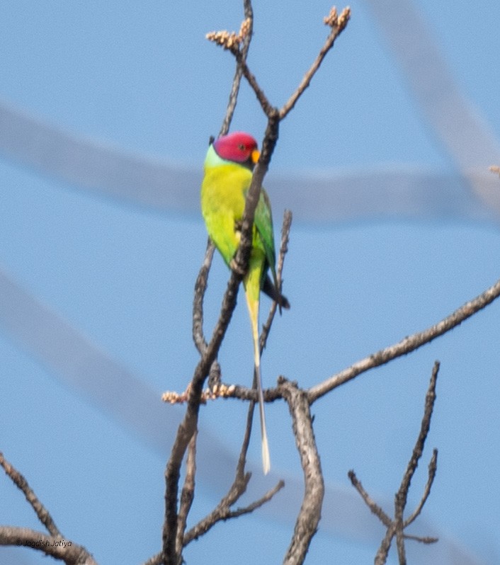 Plum-headed Parakeet - Jagdish Jatiya