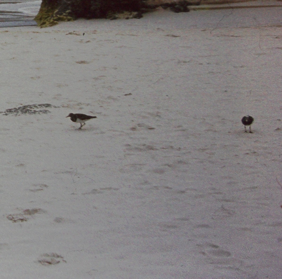 Ruddy Turnstone - ML615037258