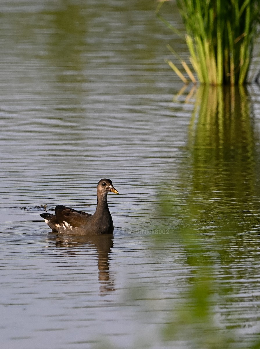 Eurasian Moorhen - ML615037260