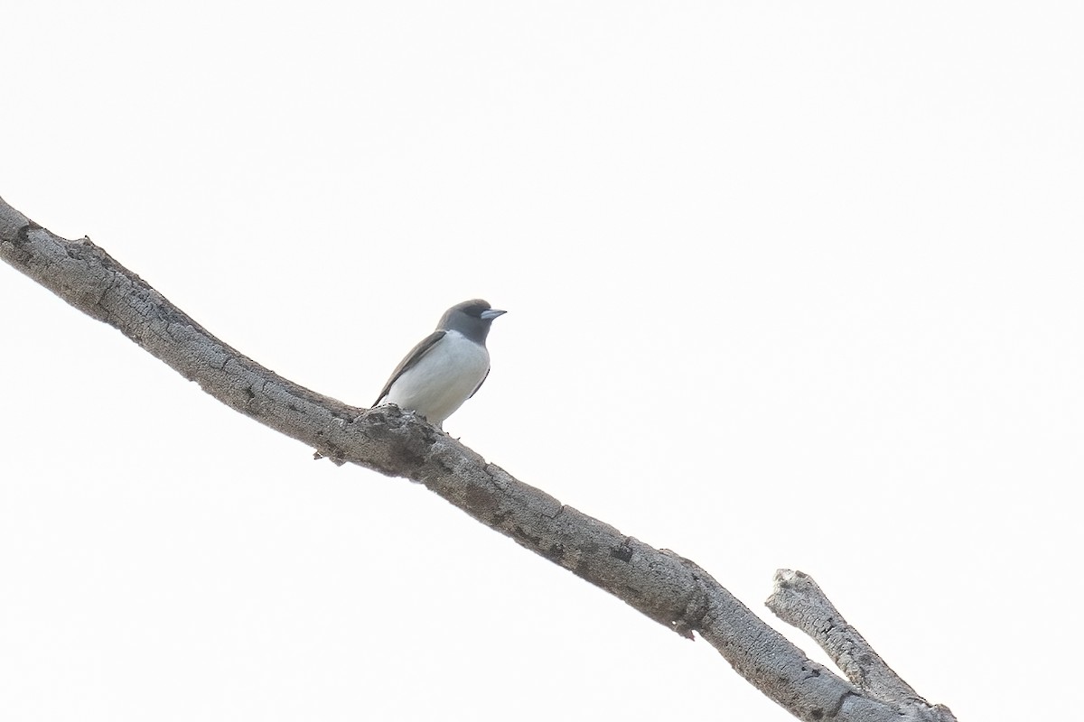 White-breasted Woodswallow - Kalpesh Krishna