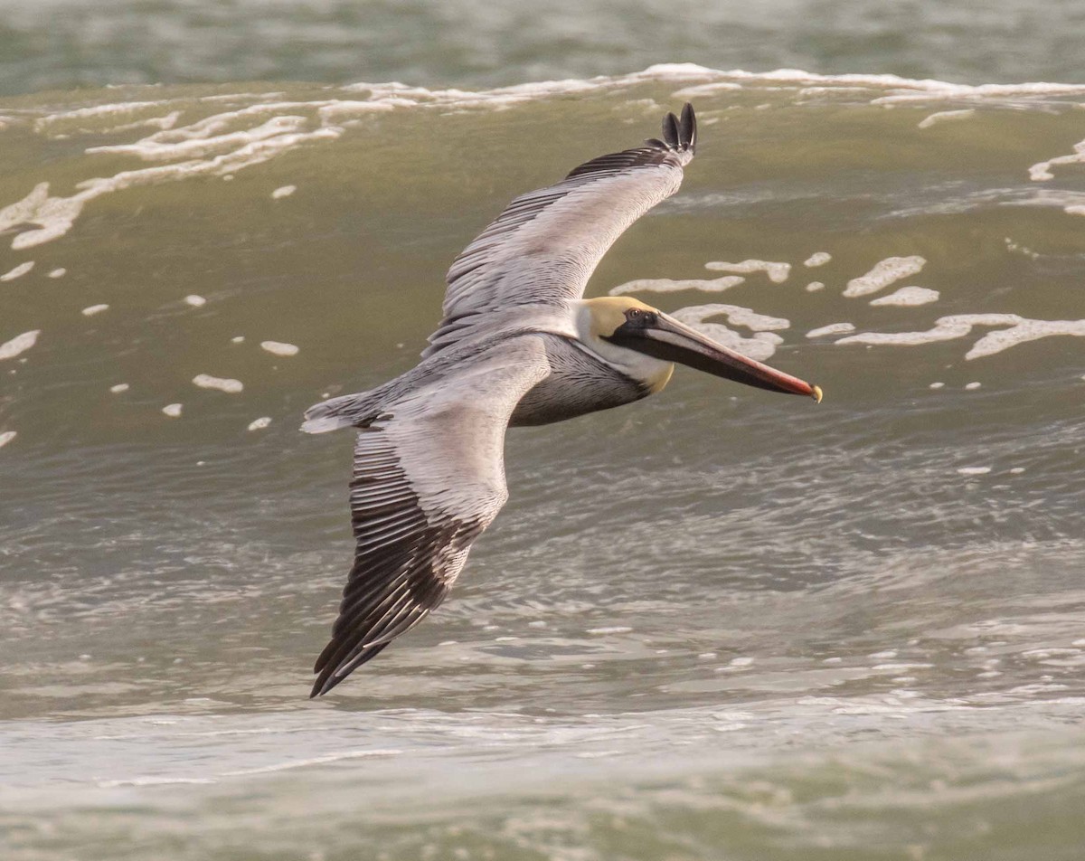 Brown Pelican - ML615037269