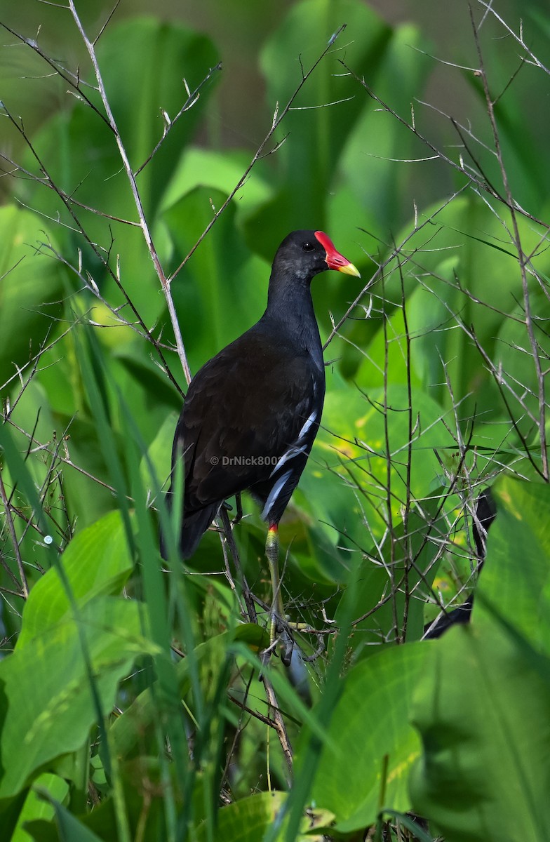 Eurasian Moorhen - ML615037270