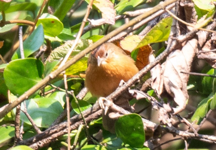 Tawny-bellied Babbler - ML615037272