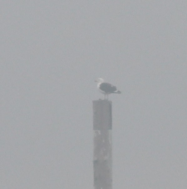 Great Black-backed Gull - Luca Finger