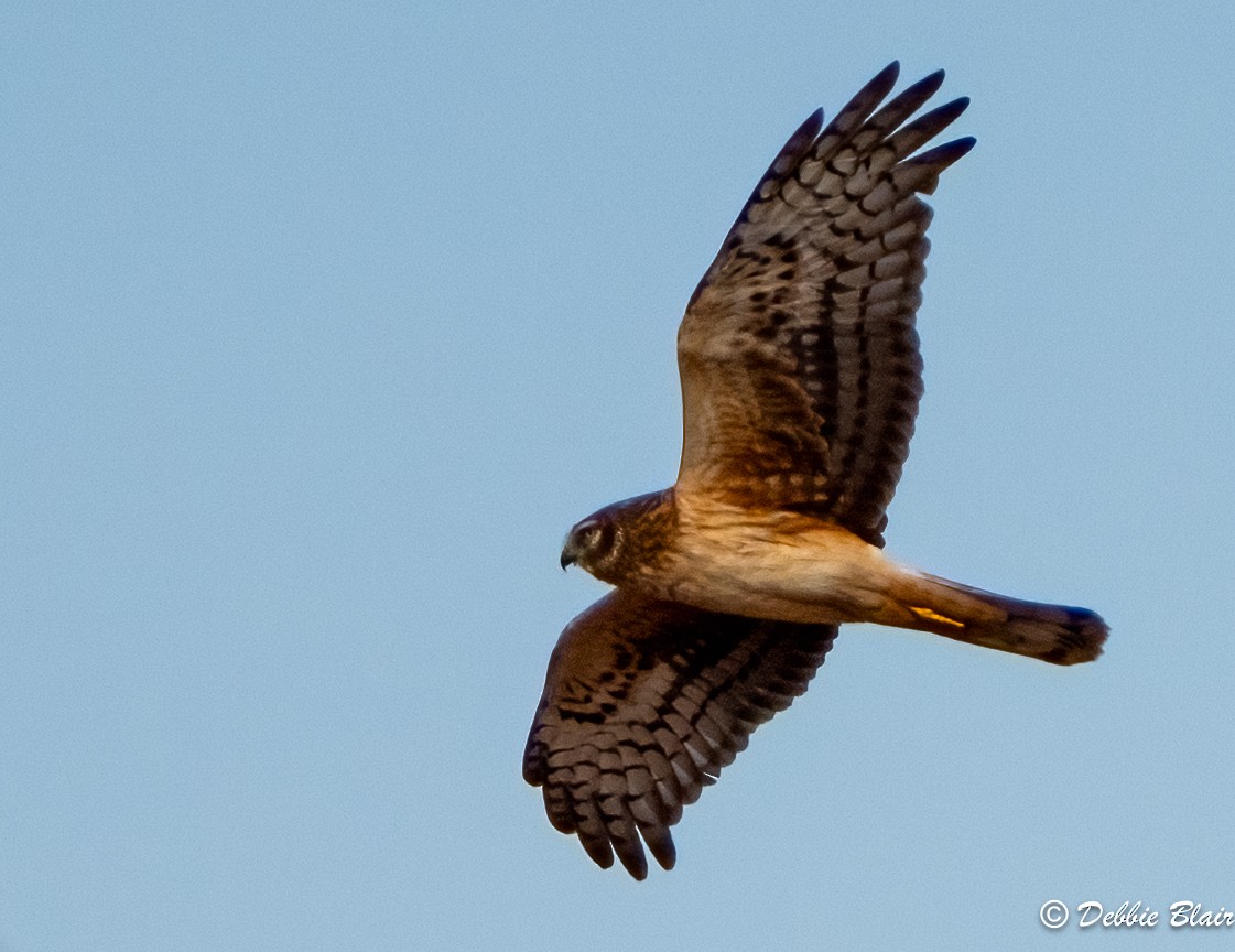 Northern Harrier - ML615037289