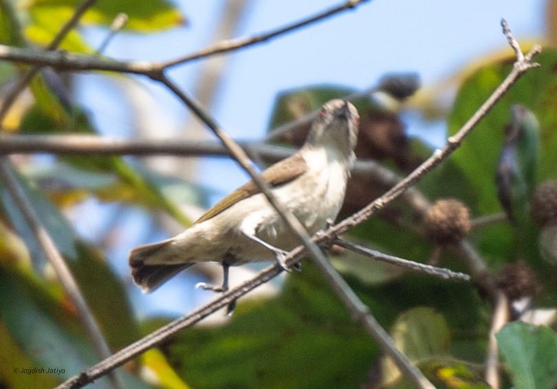 Thick-billed Flowerpecker - Jagdish Jatiya