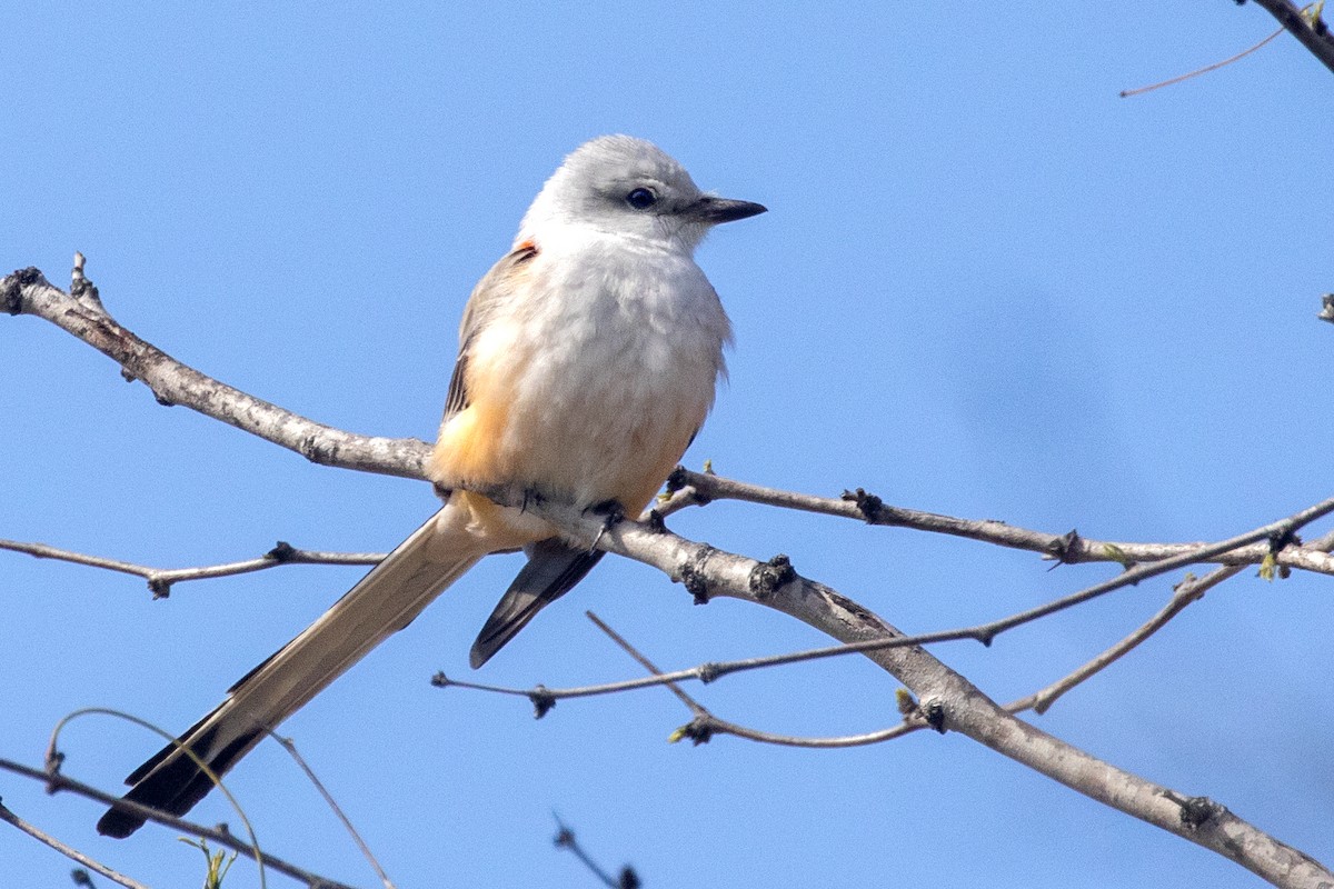 Scissor-tailed Flycatcher - ML615037327