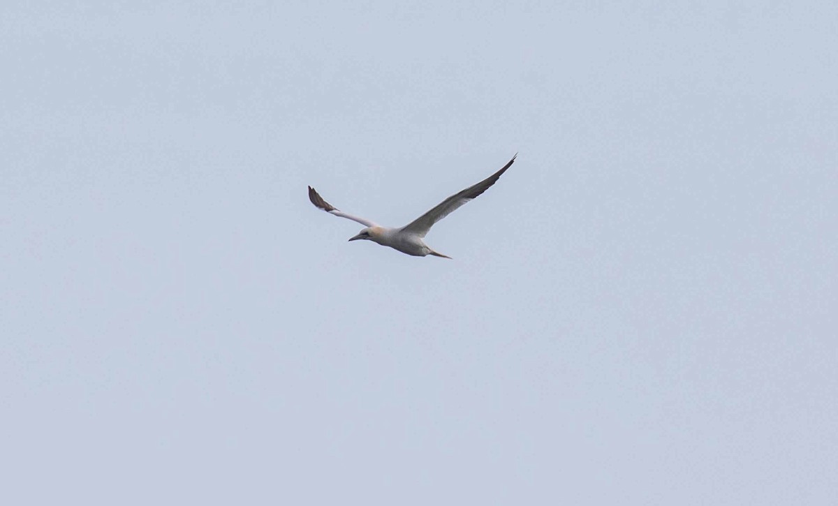 Northern Gannet - ML615037342