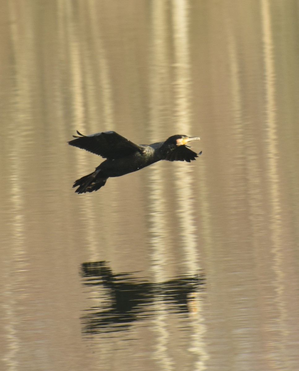 Great Cormorant - ML615037345