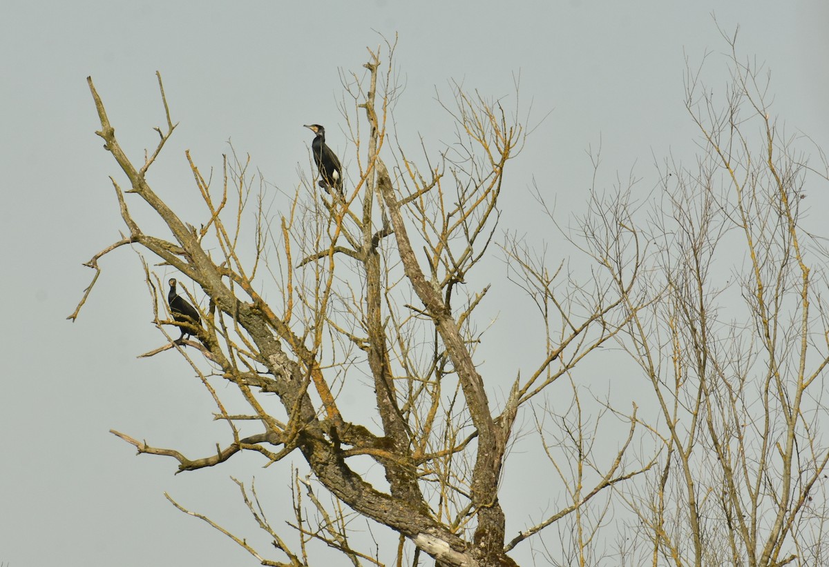 Great Cormorant - ML615037350