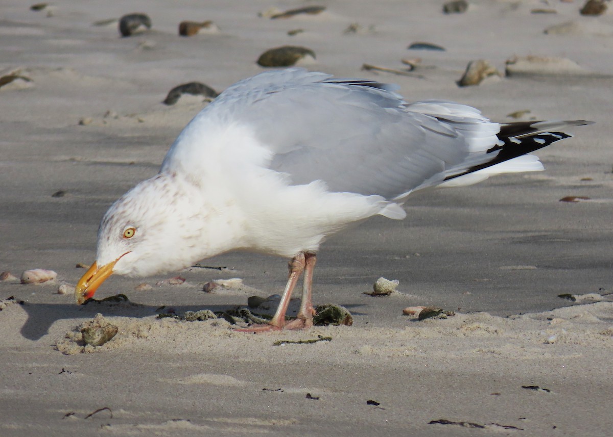 Herring Gull - Jim Sweeney