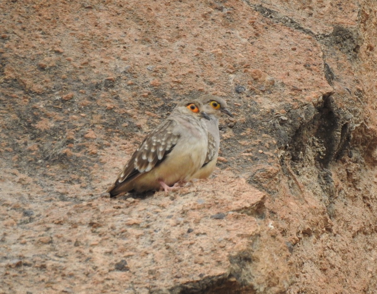 Bare-faced Ground Dove - ML615037440