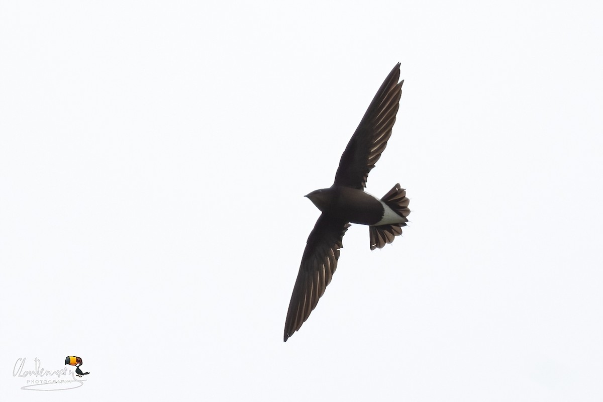 Brown-backed Needletail - ML615037477