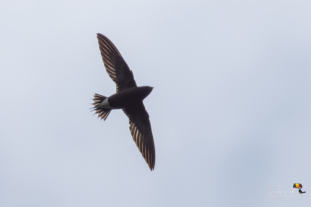 Brown-backed Needletail - ML615037478