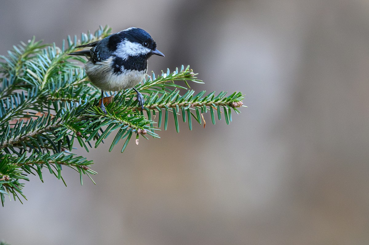 Coal Tit - Sébastien Roques