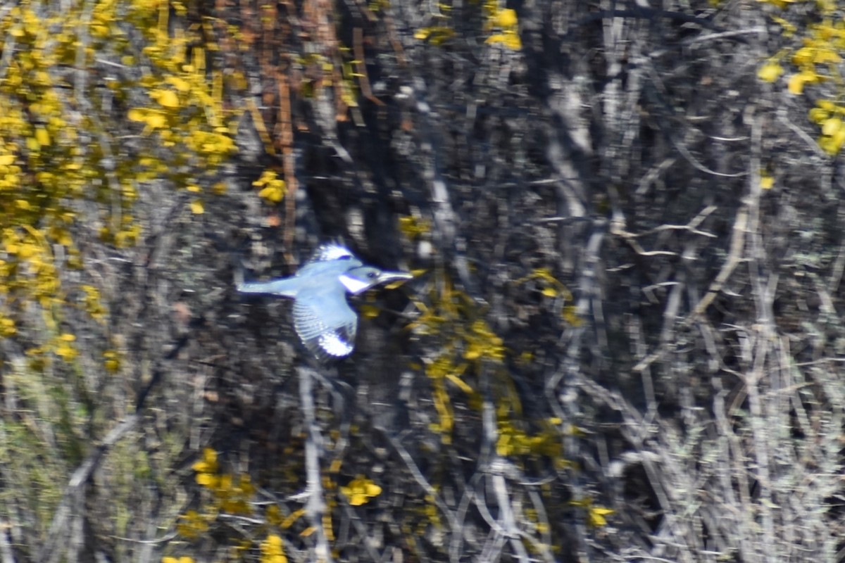 Belted Kingfisher - ML615037509