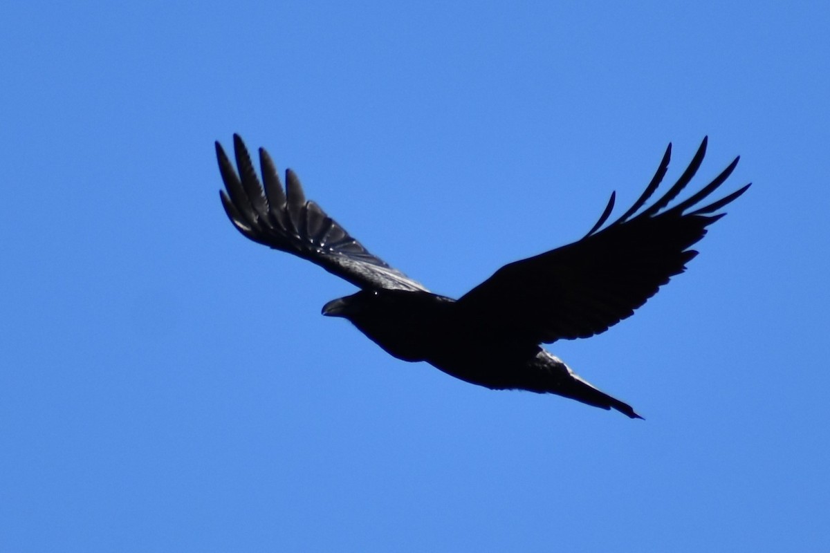 Common Raven - Jason Leduc
