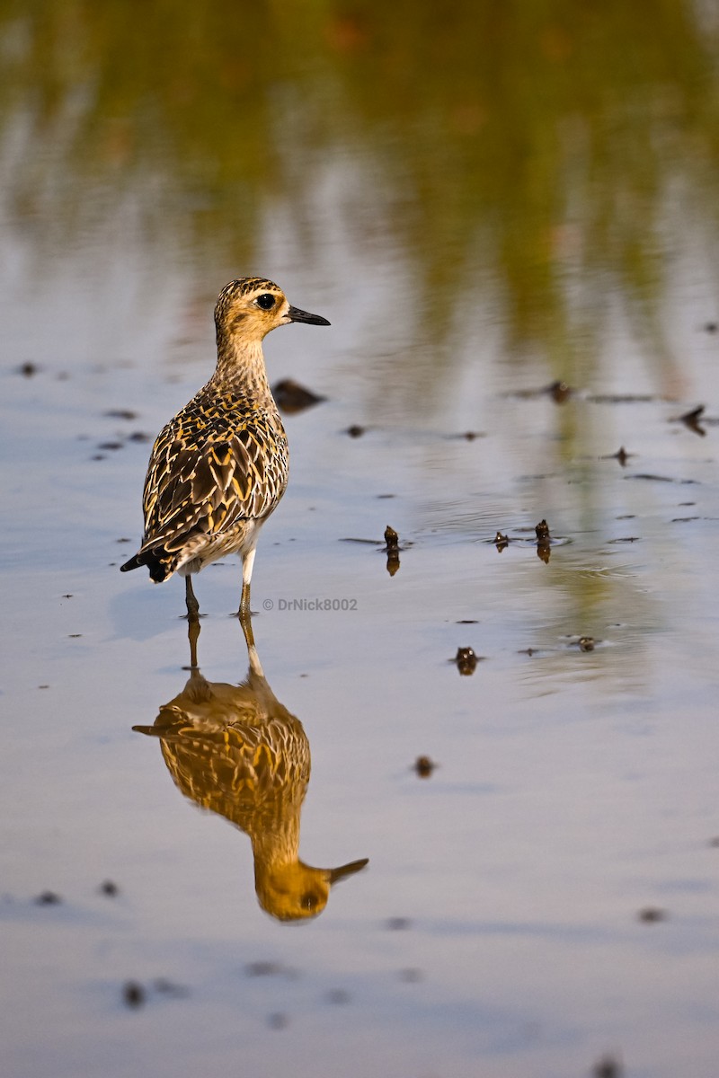 Pacific Golden-Plover - NIK RIZAL NIK YUSOFF