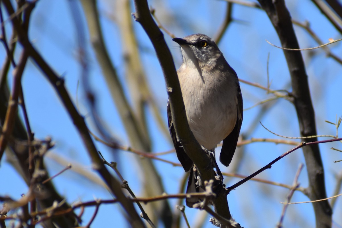 Northern Mockingbird - ML615037535