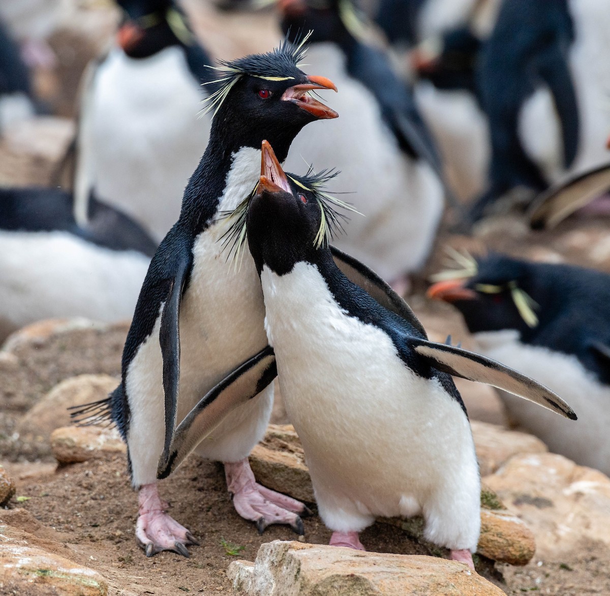 Southern Rockhopper Penguin (Western) - ML615037585