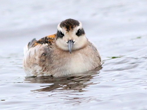 Red-necked Phalarope - ML615037602