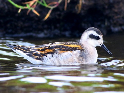 Red-necked Phalarope - David Cooper