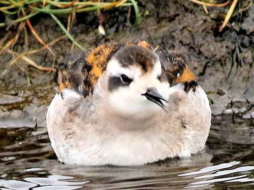 Red-necked Phalarope - ML615037609