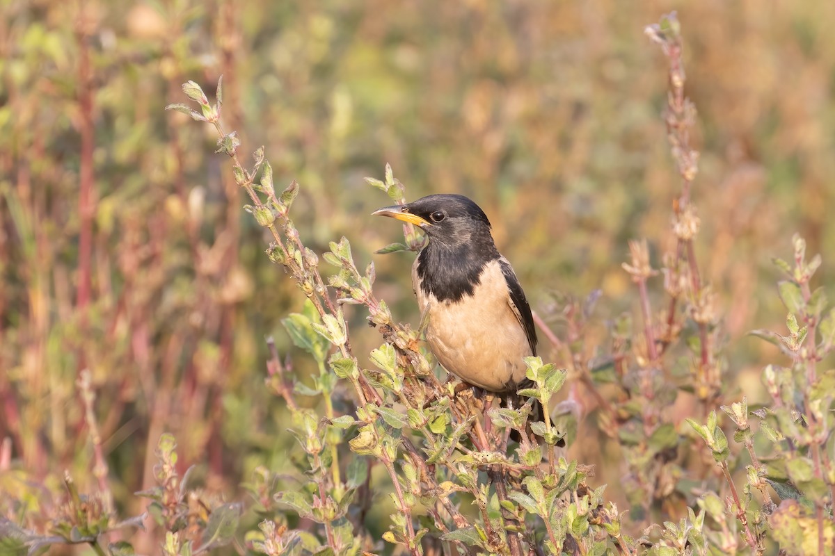 Rosy Starling - Kalpesh Krishna