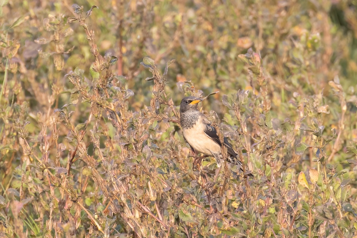 Rosy Starling - Kalpesh Krishna
