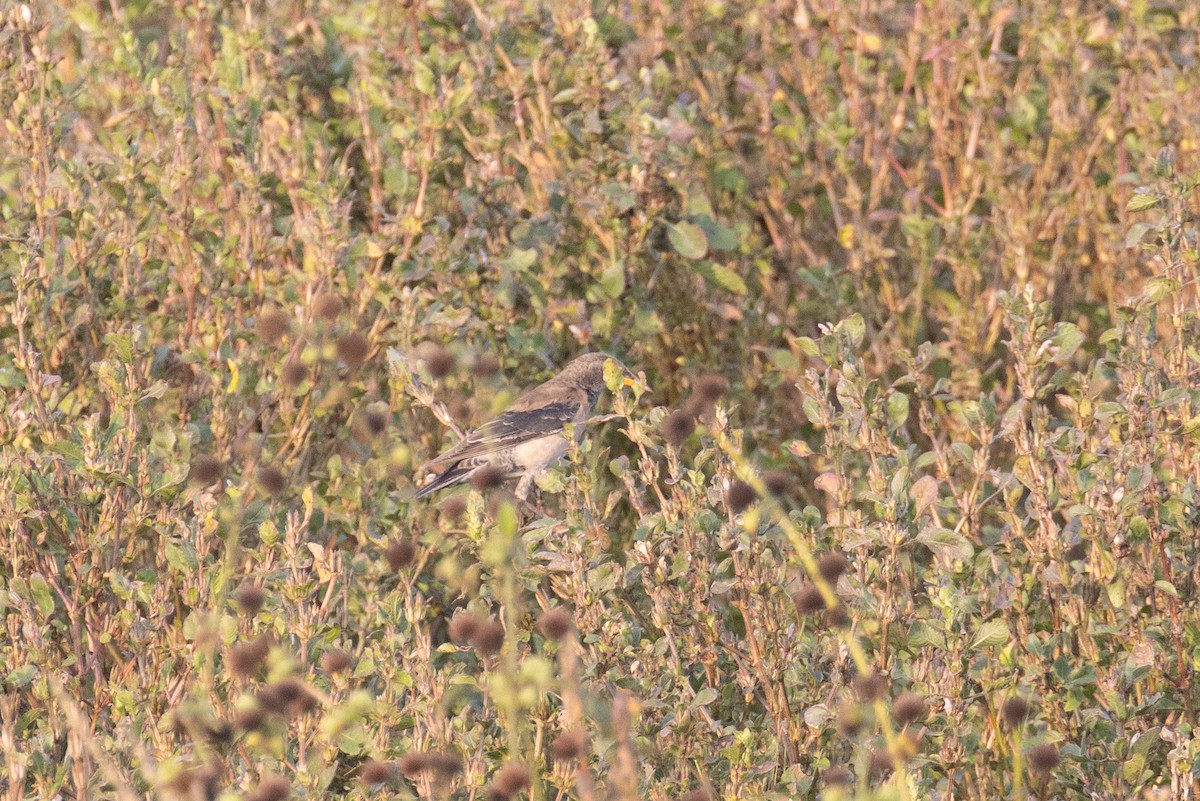 Rosy Starling - Kalpesh Krishna