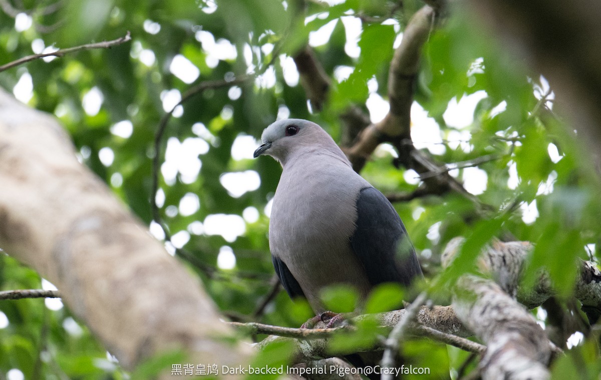 Dark-backed Imperial-Pigeon - ML615037826