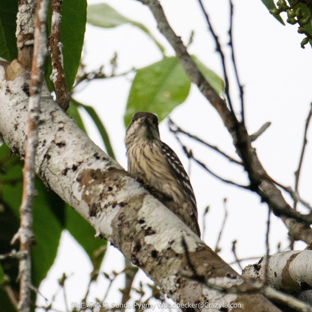 Sunda Pygmy Woodpecker - ML615037847