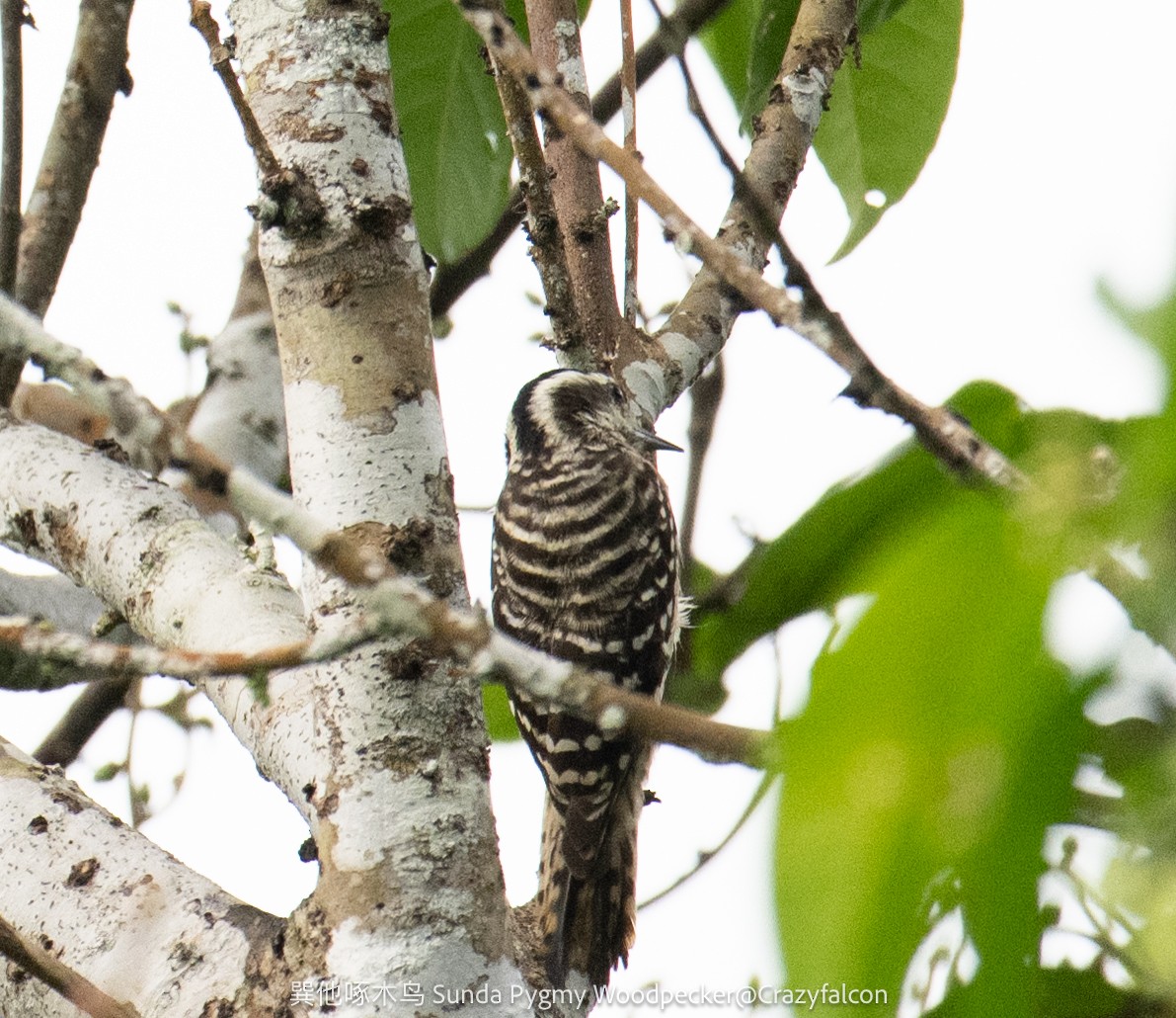 Sunda Pygmy Woodpecker - ML615037848